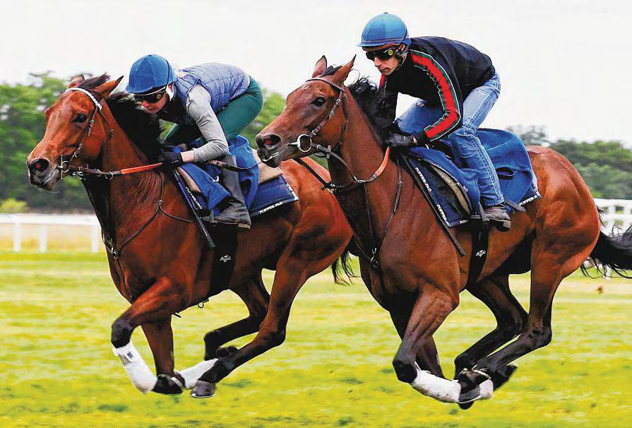 French Oaks Under Italy-US Raid