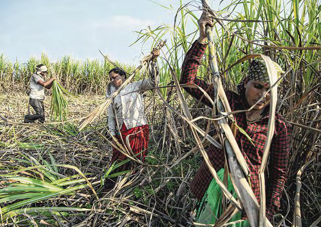 Sugar cane cutters in Indian state pushed to get hysterectomies to keep them working