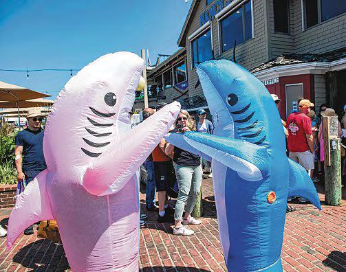 50 Years After Jaws, the Water's Not Safe... for Sharks