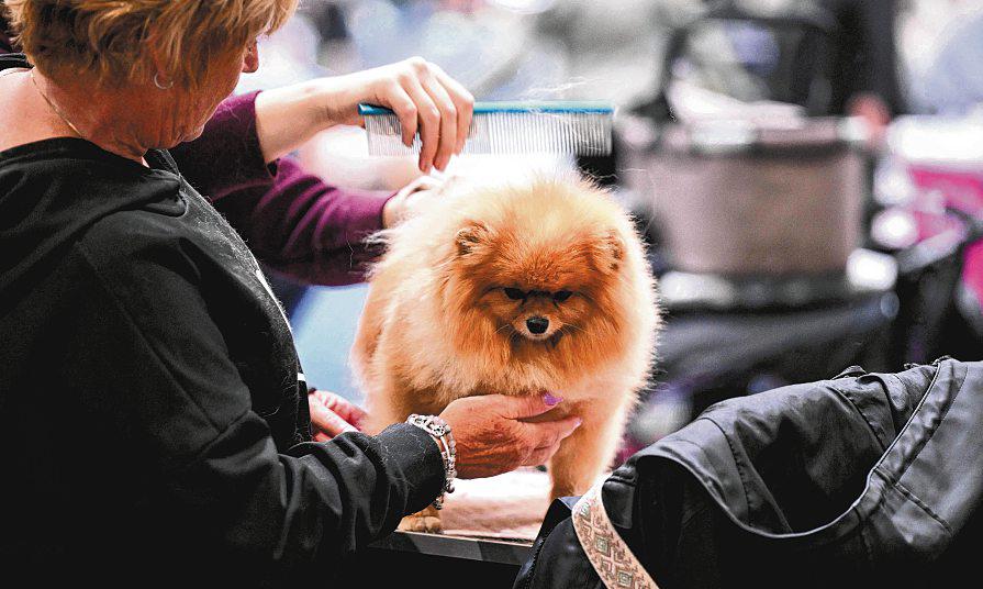 Might Our Pampered Pets Be Better Off Without Us?