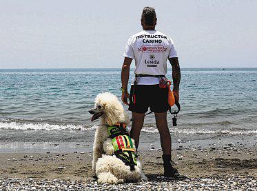 Poodle Part of Spanish Lifeguard Team
