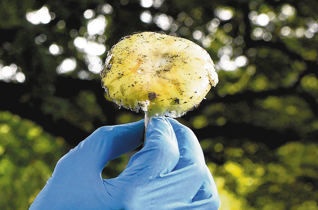 Sweet-smelling fungi used by Aussie woman to murder 3 relatives