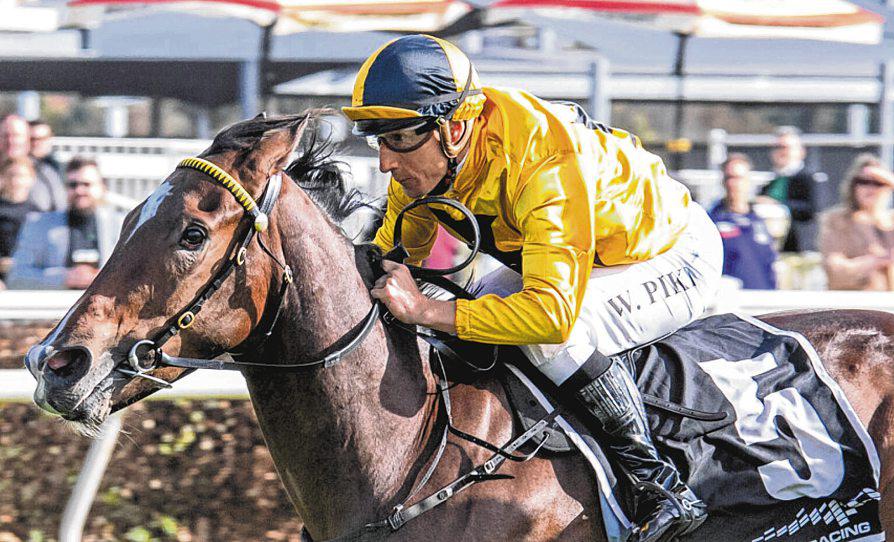 Do Fancy Red in Belmont Oaks