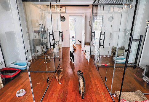 Sanctuary prepares rescued cats for adoption by making them feel at home