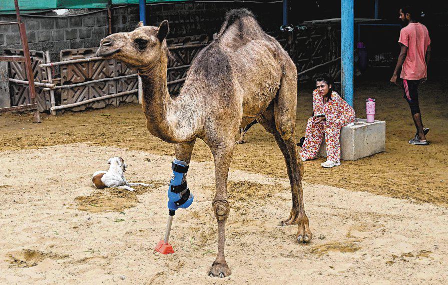 Camel in Pakistan learns to walk with a prosthetic leg