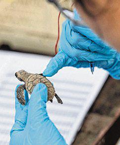 Turtle hatchlings released in sea off Sisters' Islands