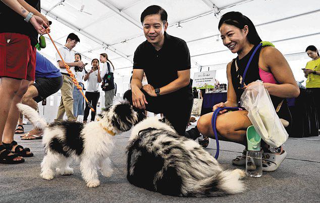 New advisory cautions against the use of aversive devices to train dogs