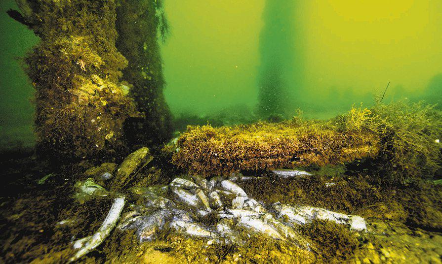 Massive algal bloom threatens South Australia's seafood exports