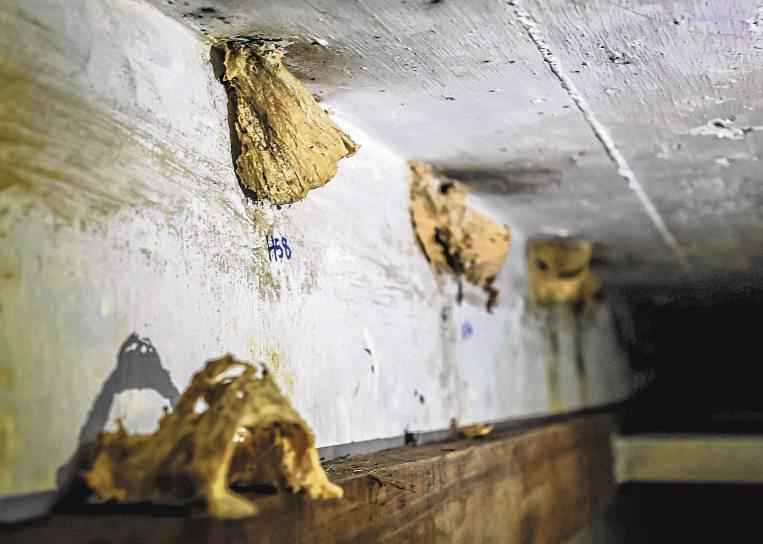 Get a glimpse of S'pore's largest known swiftlet colony at Sentosa
