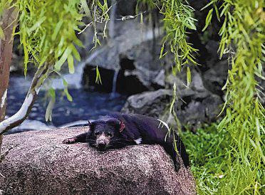 Night Safari Welcomes 4 New Tasmanian Devils From Australia