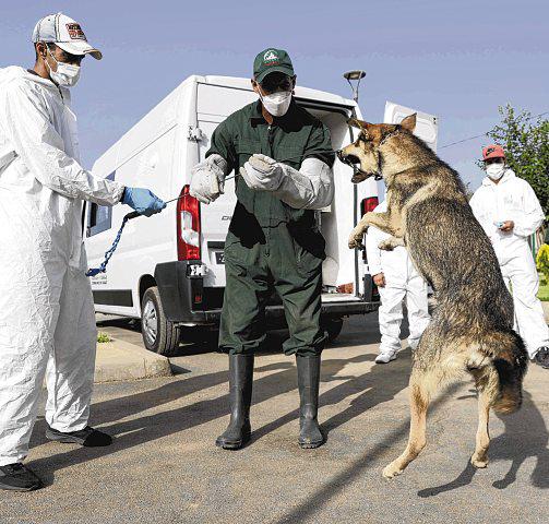 World Cup hosts Morocco dogged by culling charges