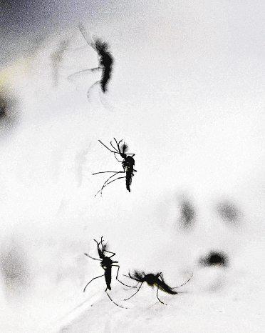Spike in chikungunya cases here; authorities monitoring situation