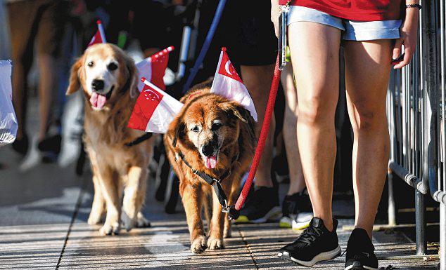 Why you should consider adopting from an animal shelter