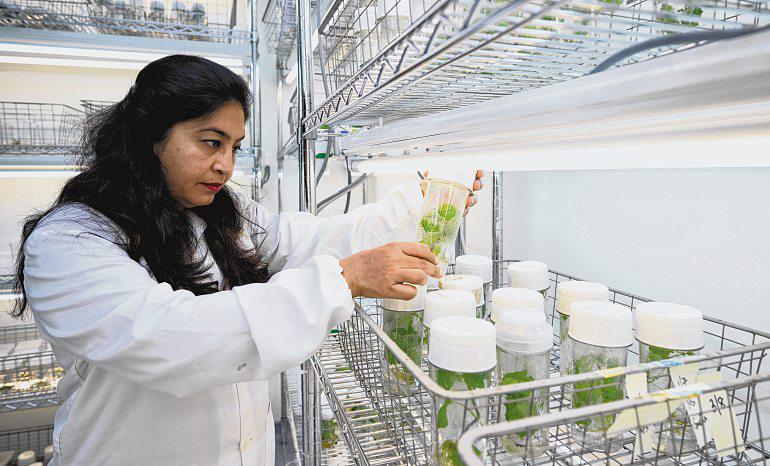 FROM TISSUE TO TREES