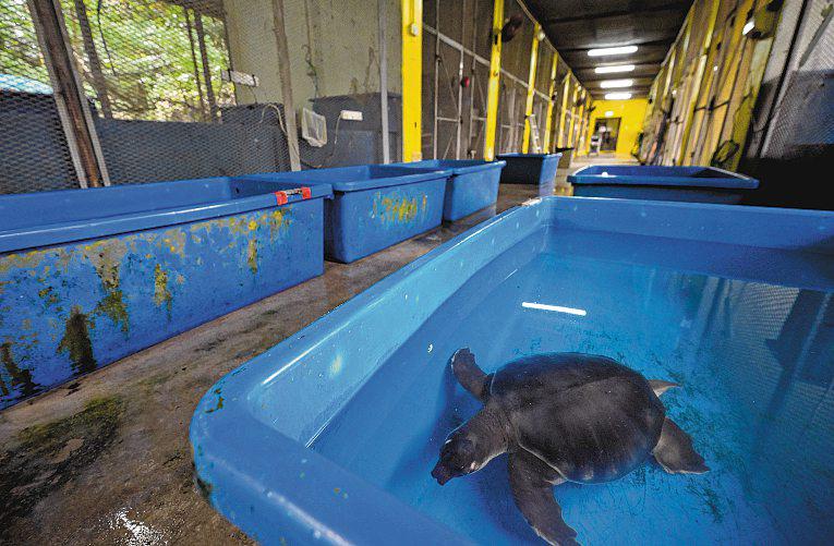 Acres Trying to Repatriate 30 Seized Endangered Turtles Back to Indonesia