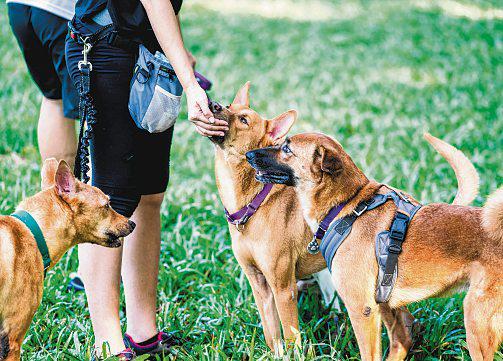 Are pet dogs and cats bad for the environment?