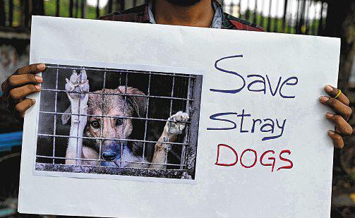 Dog abandoned inside train in India stokes outrage