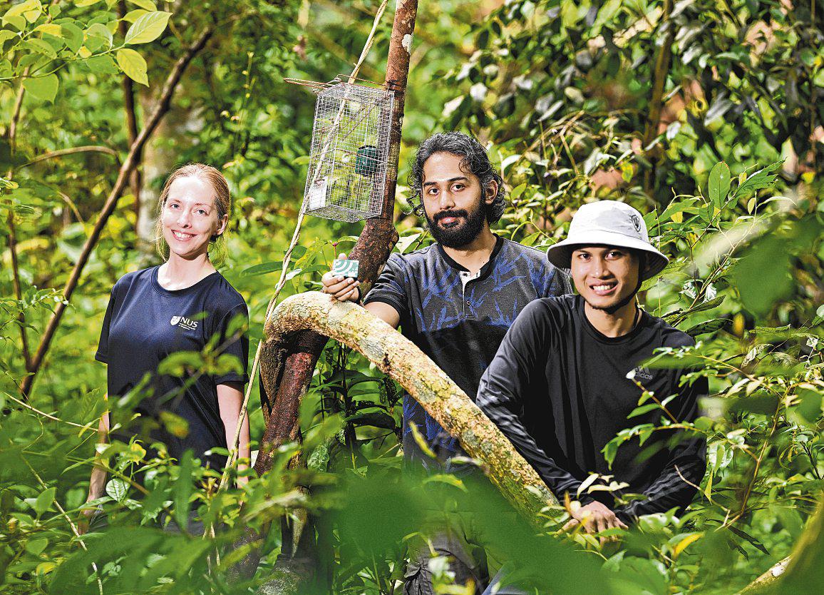 Eavesdropping on monkeys to keep Singapore safe from emerging diseases