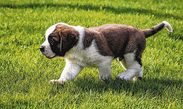 Look for ethical breeders when sourcing for puppies