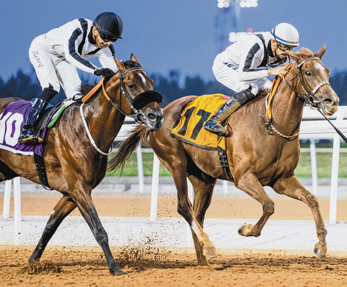 Colts and Fillies Battle for Big Prize Money in Saudi Arabia