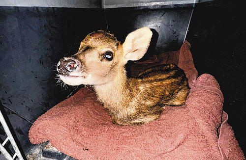 Baby sambar deer rescued from drain, reunited with herd