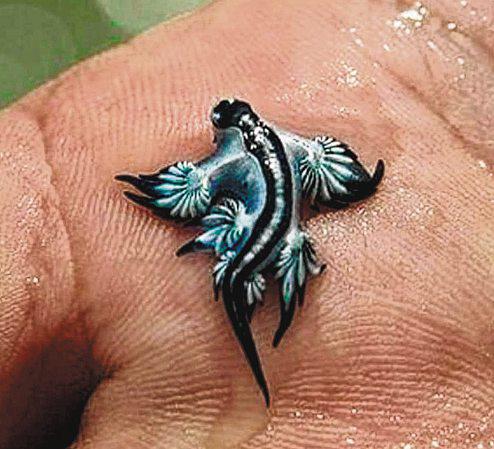 Warming waters bring scores of stinging sea slugs to Spain's coasts