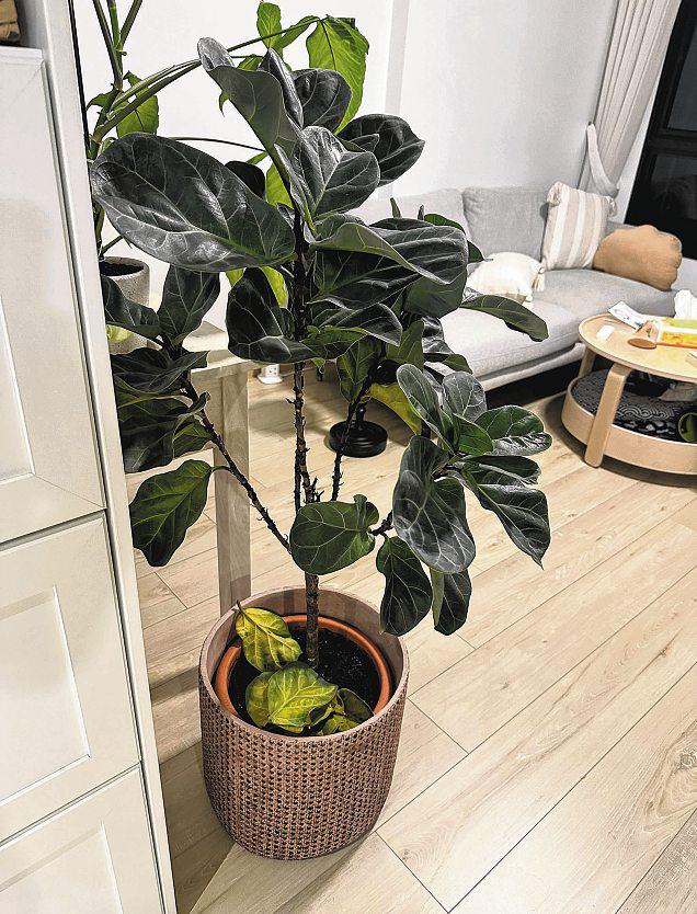 Why does the death of my fiddle-leaf fig hurt?