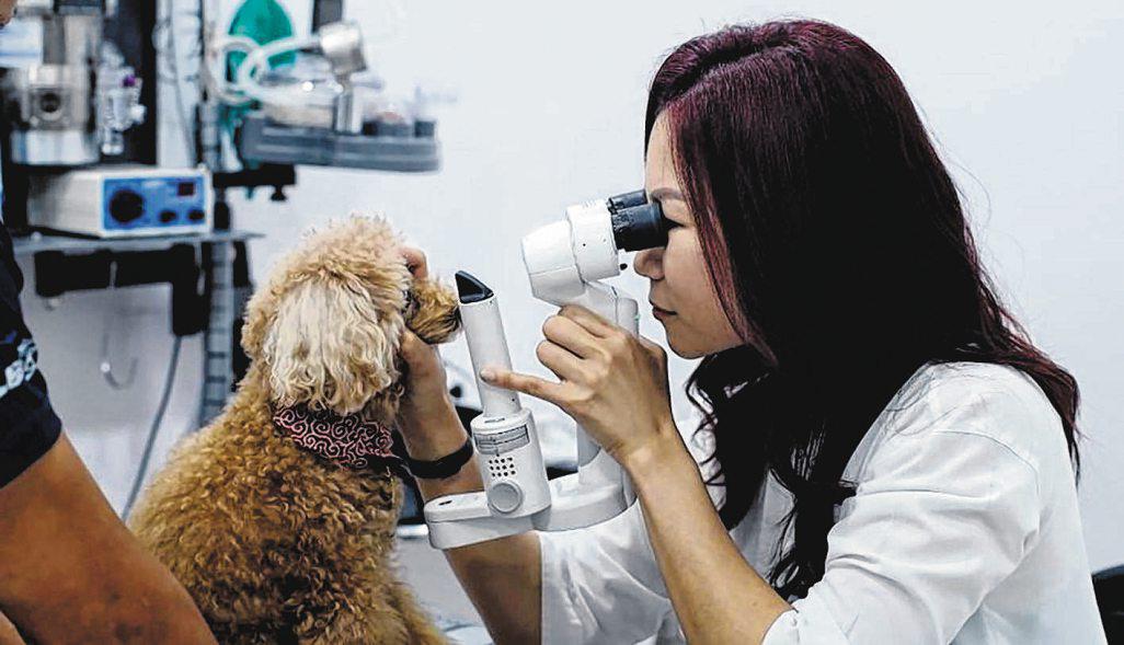 Think twice before using eye drops on your dog to dissolve cataracts