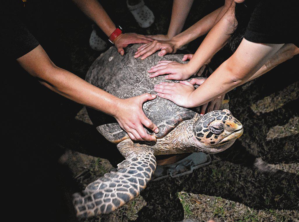 Guardians of S'pore's Sea Turtles