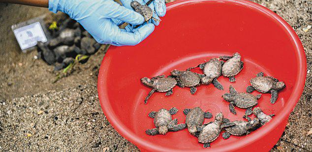 Sea turtle nests logged in Singapore hits 5-year high
