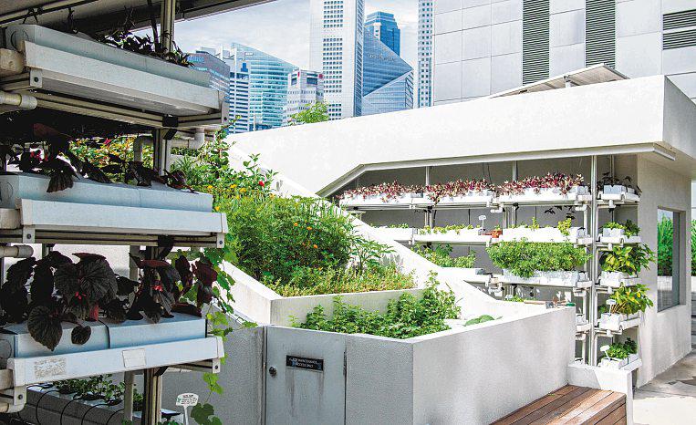 'Moderator in nature': Edible Garden City's Bjorn Low wants to sow green ideas that will outlast him