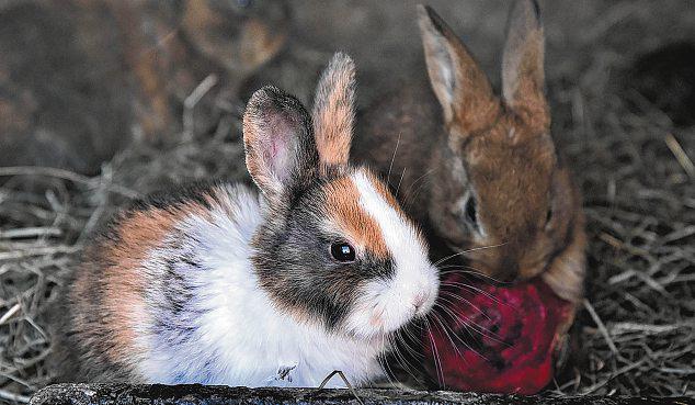 Rabbit teeth grow continuously and dental disease is a major concern