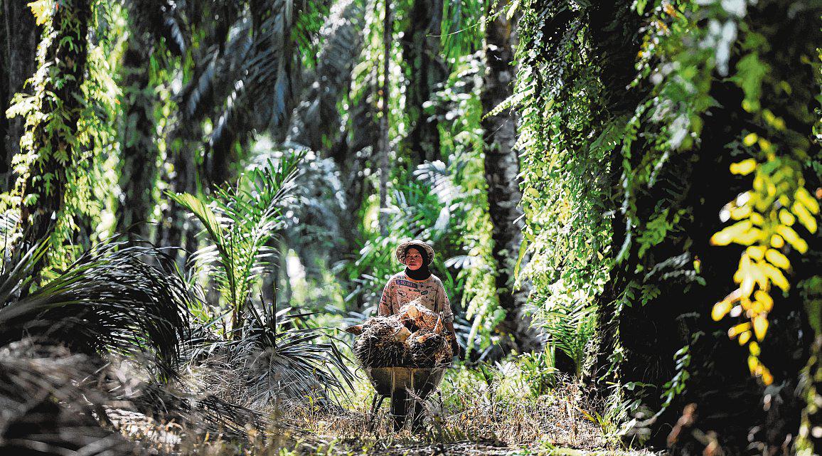 Singapore-listed palm oil stocks stand to gain as prices rise, ESG risks ease