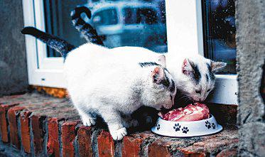 Raw cat food poses risks for pets and people around them