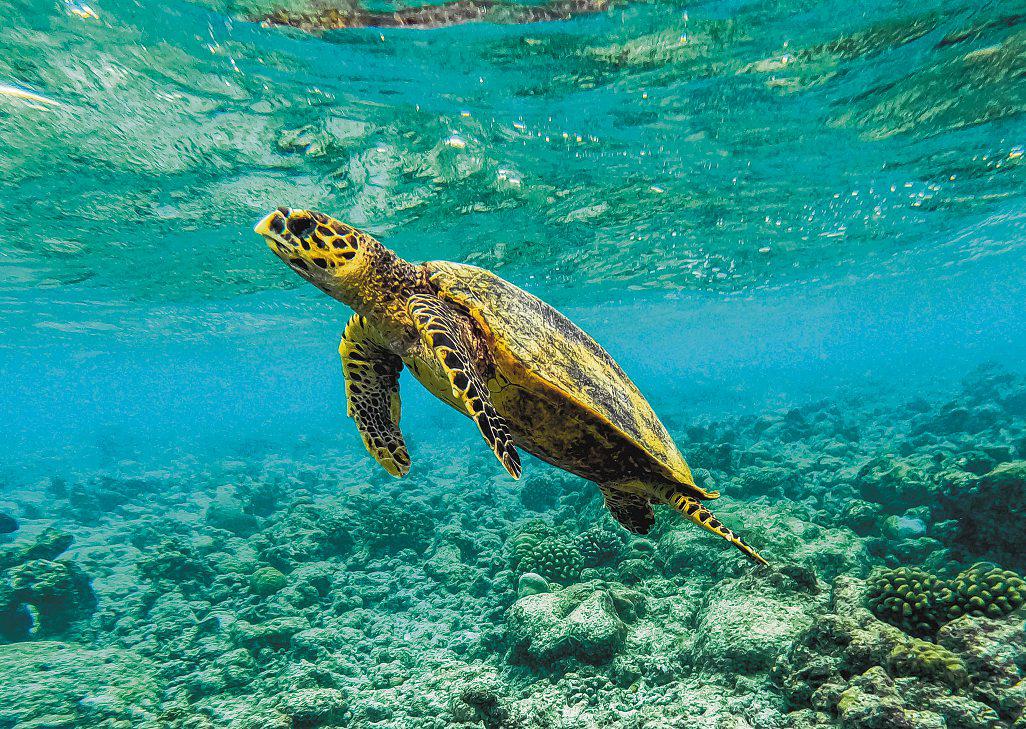 Climate tipping points are being crossed, scientists warn ahead of COP30