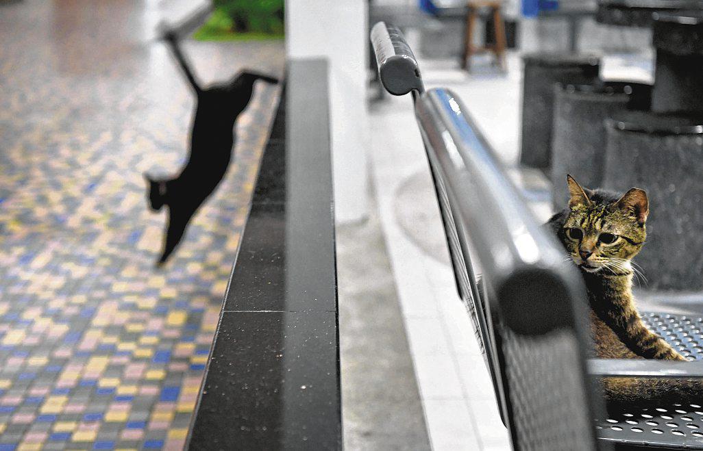 61 incidents of cats and dogs allegedly falling from height reported in a year