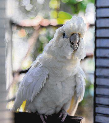 Rare Philippine cockatoos hatch first chick in Bird Paradise - it's learning to fly
