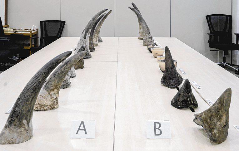 Leopard tortoise, other endangered wildlife seized in NParks raids targeting illegal trade