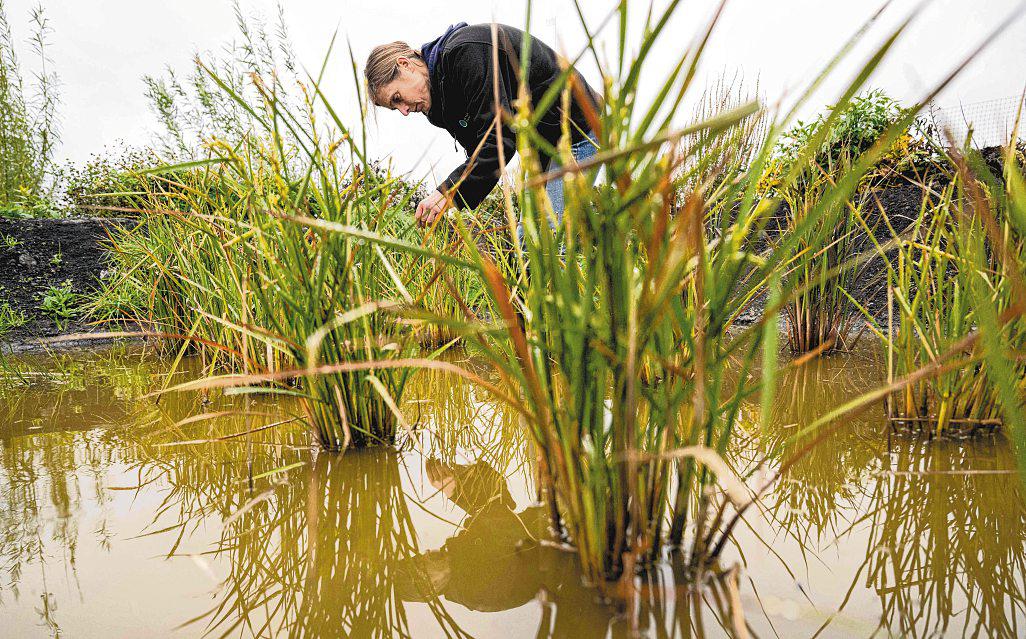Grow rice in UK? As climate warms, it's 'not so crazy'