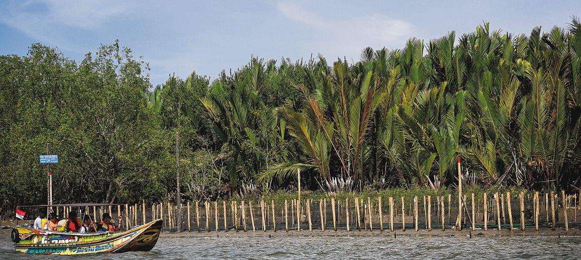 Saving tropical forests: Why corporate leadership is key
