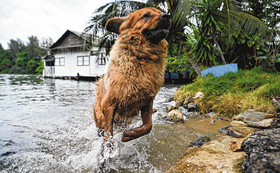 Wet weather woes for pets