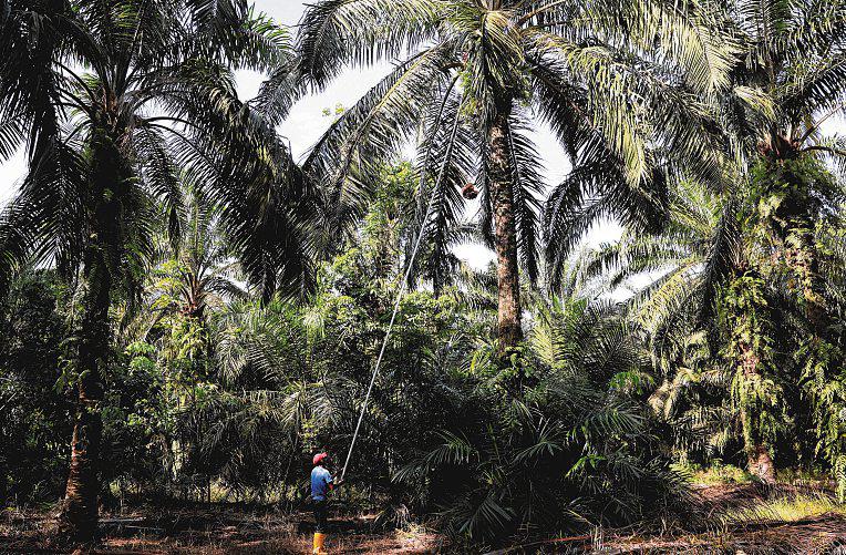 Malaysia's palm oil estates earmarked for data centres amid AI boom