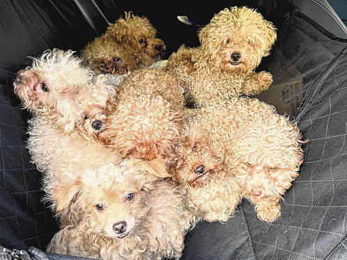 $21,500 fine for woman who kept 79 dogs at home in 'unprecedented' case