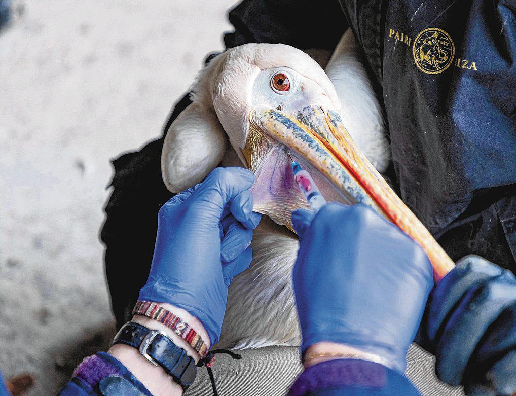 Bird vaccination in zoos focuses on rare, disease-prone species