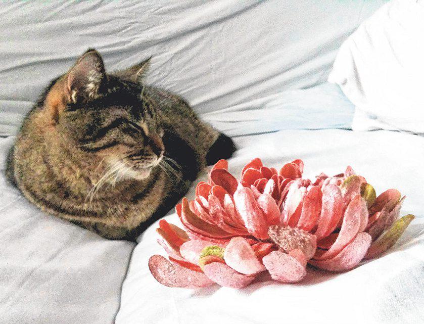 I'll miss you when you die years later: Grieving a pet's death in advance