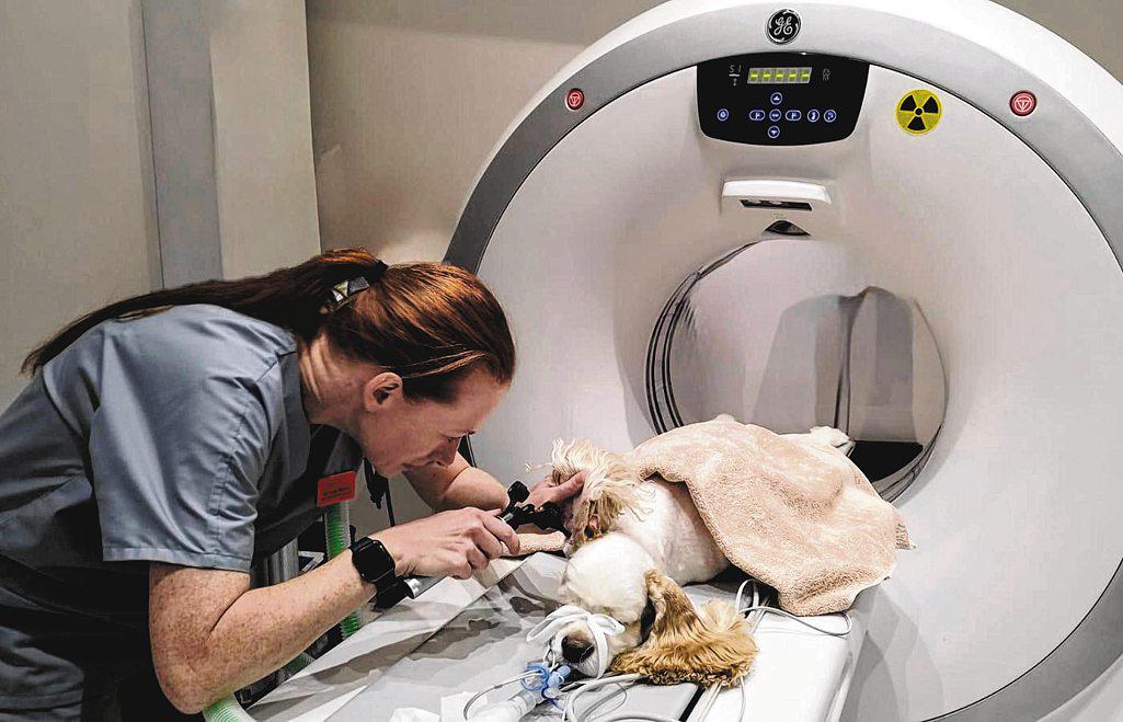 Be all ears on how to deal with otitis in dogs