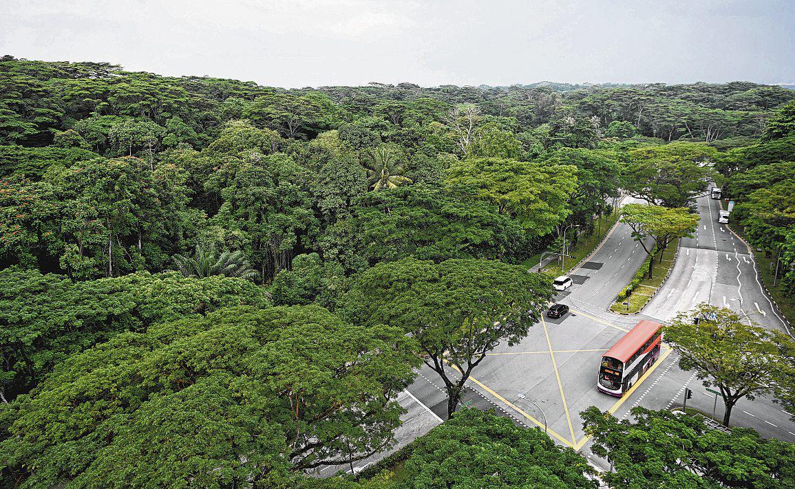 52ha of forest, streams to be cleared for Jurong innovation hub's growth
