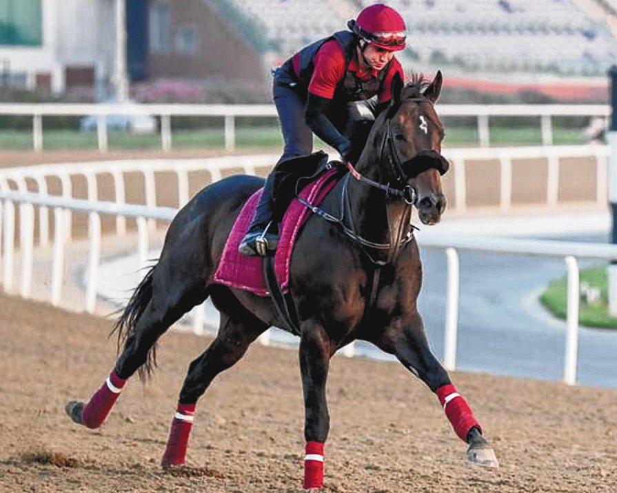 DARK SAFFRON-MUFASA CLASH HOGS SPOTLIGHT IN AL GARHOUD