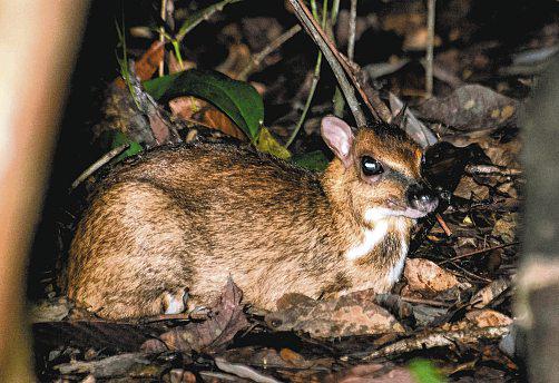 How a fatal virus sparked Ubin's mouse-deer boom