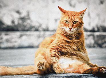 Weight-loss drugs may turn fat cats into svelte Ozempets
